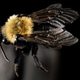 Image for article titled These Exquisite Bee Photographs Reveal Every Delicate Hair, Antenna, and Wing